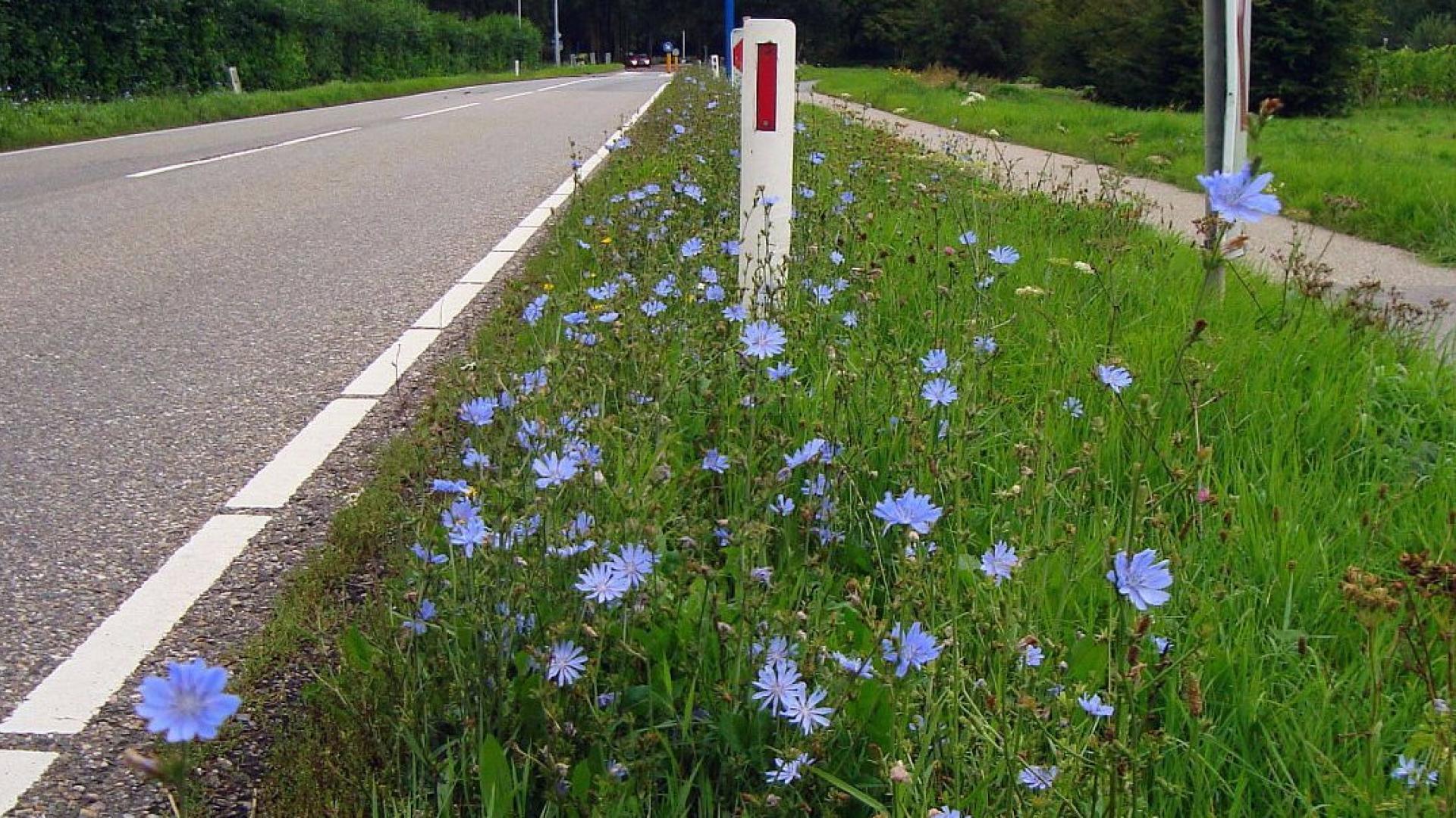 Wilde cichorei in de berm van een weg in Nederland.